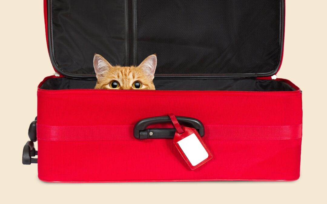 TSA found a stowaway cat in checked bag at JFK Airport