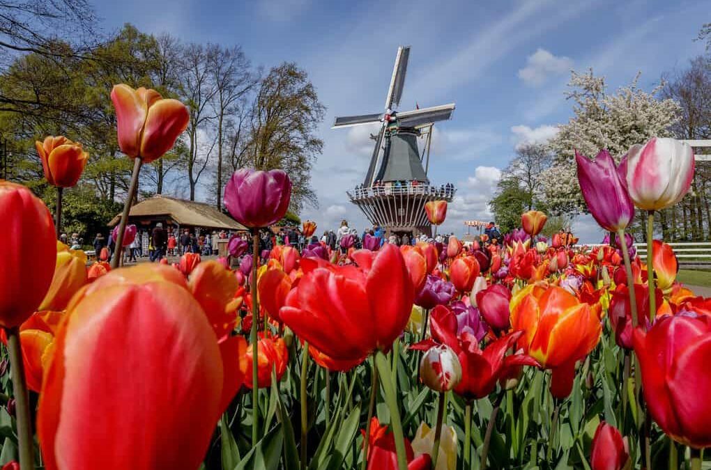 Best Guide For The Tulip Season In Holland